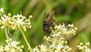 20230810 3783CPw [D~MS] Gefleckte Hausfliege (Graphomya maculata), Rieselfelder Münster