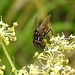20230810 3783CPw [D~MS] Gefleckte Hausfliege (Graphomya maculata), Rieselfelder Münster