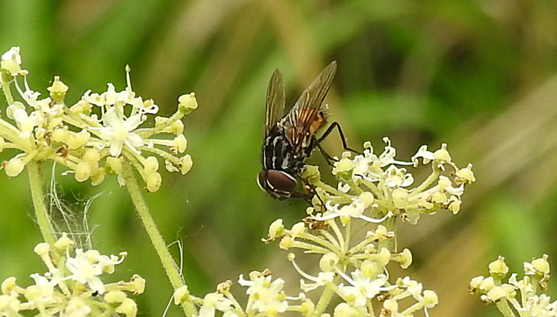 20230810 3783CPw [D~MS] Gefleckte Hausfliege (Graphomya maculata), Rieselfelder Münster