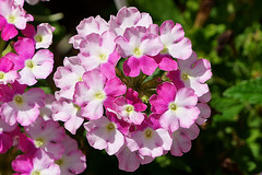 Verbene im Sonnenschein Verbene im Sonnenschein