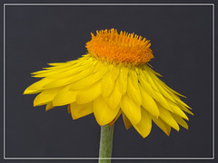 Straw Flower (Xerochrysum brackeatom)