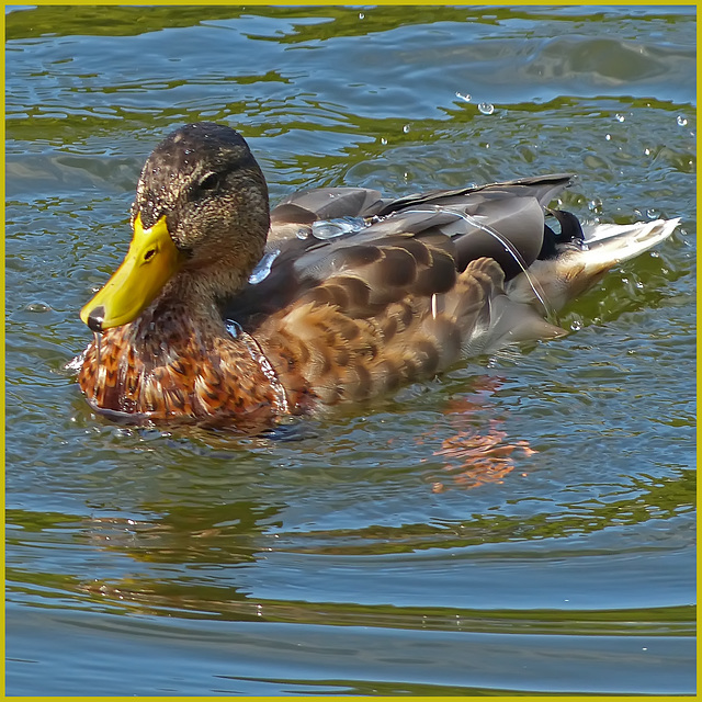 Duck