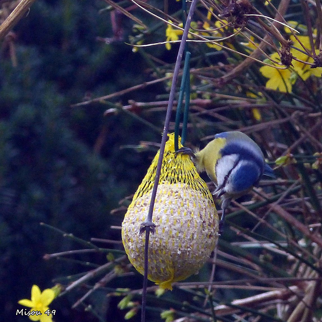 Dans mon jardin