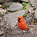 Northern Cardinal