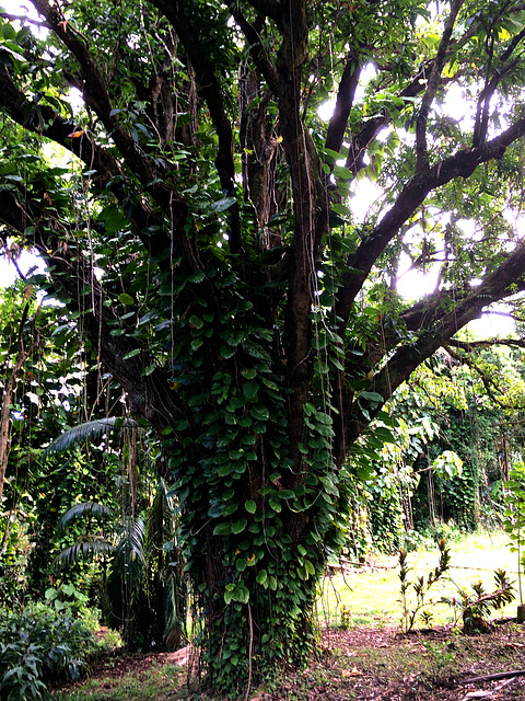 Tree Dwellers ~ Banayan tree