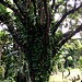 Tree Dwellers ~ Banayan tree
