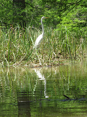 Great egret