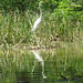 Great egret