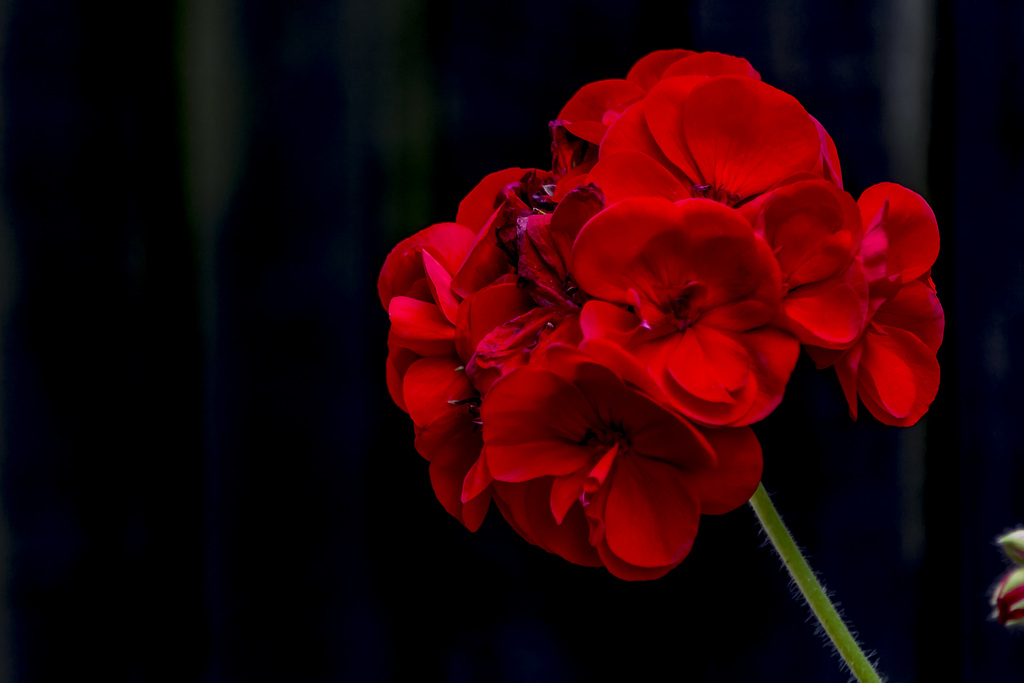 rojo sobre negro