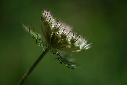 DSCF1808