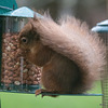 Red SQuirrel