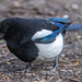 Magpie