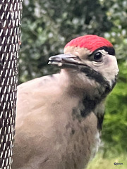 Young Greater Spotted Woodpecker