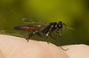 IMG 0044 Wasp-4