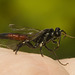 IMG 0044 Wasp-4