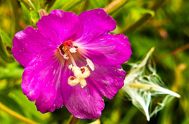 20230810 3784CPw [D~MS] Zottiges Weidenröschen (Epilobium hirsutum), Rieselfelder Münster