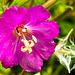 20230810 3784CPw [D~MS] Zottiges Weidenröschen (Epilobium hirsutum), Rieselfelder Münster