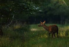 biche  (Seine & Marne).