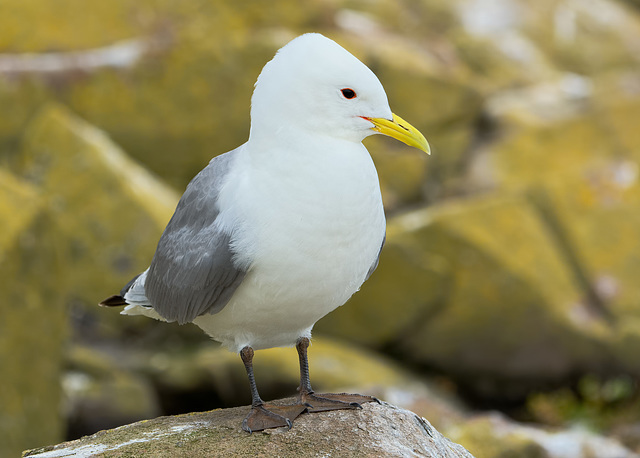 Kittiwake