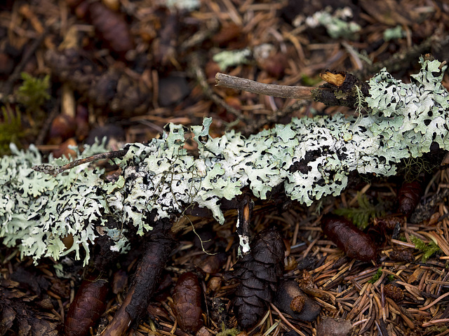 Lichen Salad