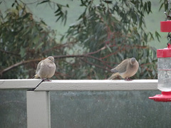 Mourning doves arrived in the rain to visit me today.  How did they know?