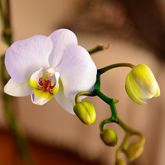 orquídea