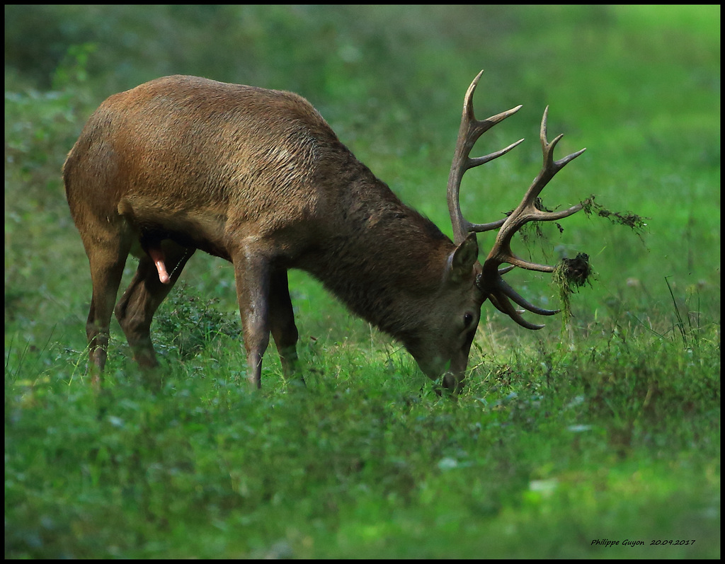 CERF