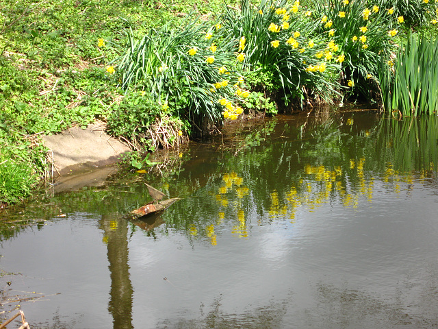 Pool at Hinksford Farm, is that a bird?