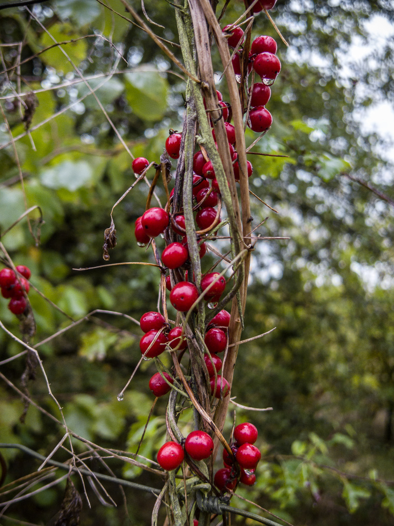 Berries