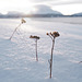 Stellaria crassifolia or Valeriana sambucifolia? Lapland, Norway