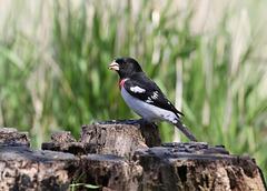 cardinal à poitrine rose / rose-breasted grosbeak