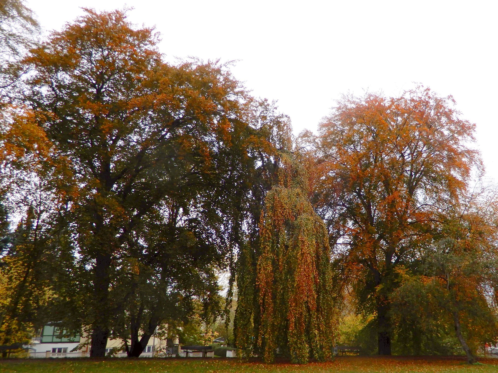 Beutlerpark in Dresden (14)