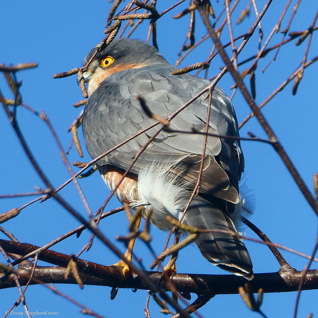 Bird in the Birch