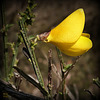 Aussi ma première  fleur,  de genêt de l'année...