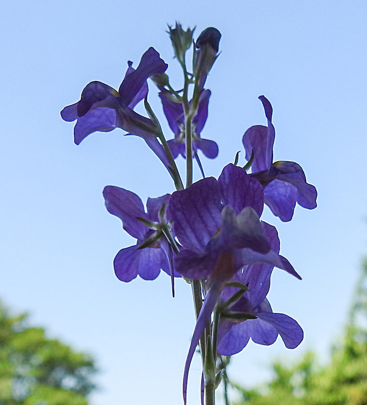 20210618 0951CPw [D~LIP] Marokkanisches Leinkraut (Linaria maroccana), Balkonblumen, Bad Salzuflen