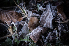 unterwegs an einem kalten Wintermorgen (© Buelipix)