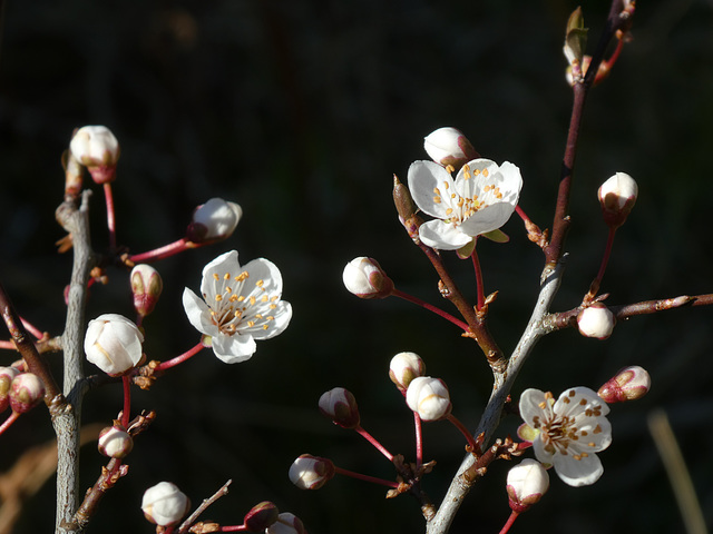 Knospen und Blüten im Frühling