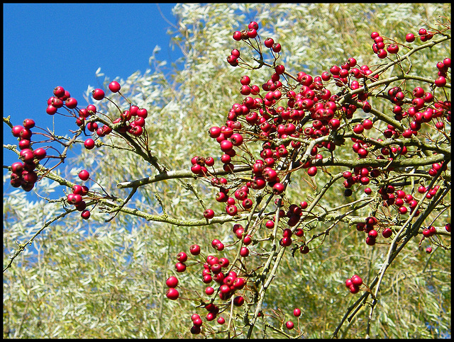 autumn berries