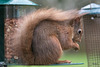 Red SQuirrel