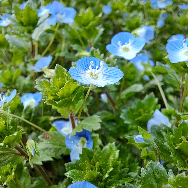 Ehrenpreis (Veronica)