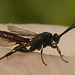 IMG 0047 Wasp-1