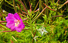 20230810 3785CPw [D~MS] Zottiges Weidenröschen (Epilobium hirsutum), Rieselfelder Münster