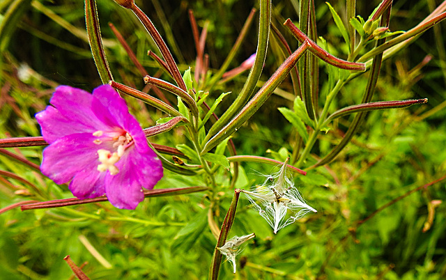 20230810 3785CPw [D~MS] Zottiges Weidenröschen (Epilobium hirsutum), Rieselfelder Münster