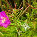 20230810 3785CPw [D~MS] Zottiges Weidenröschen (Epilobium hirsutum), Rieselfelder Münster
