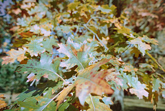 Novembrescence