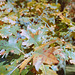 Novembrescence