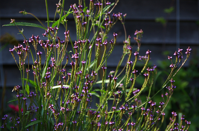 Verbena hastata