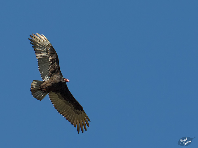 Circling Turkey Vulture