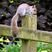 Grey squirrel (Sciurus carolinensis).