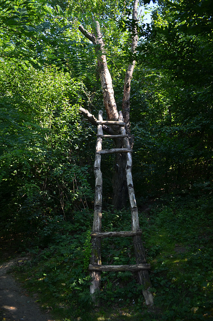 Лестница без ступеней в лесу на берегу Бакотского залива / Stairs without steps in the forest on the shore of the Bay of Bakota